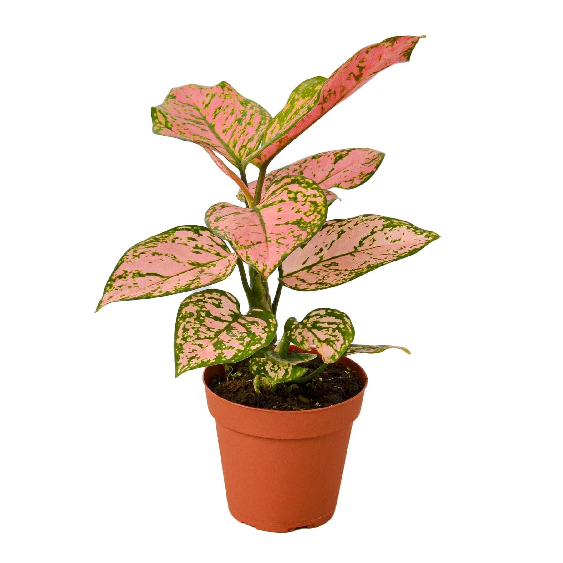 Chinese Evergreen 'Lady Valentine'.