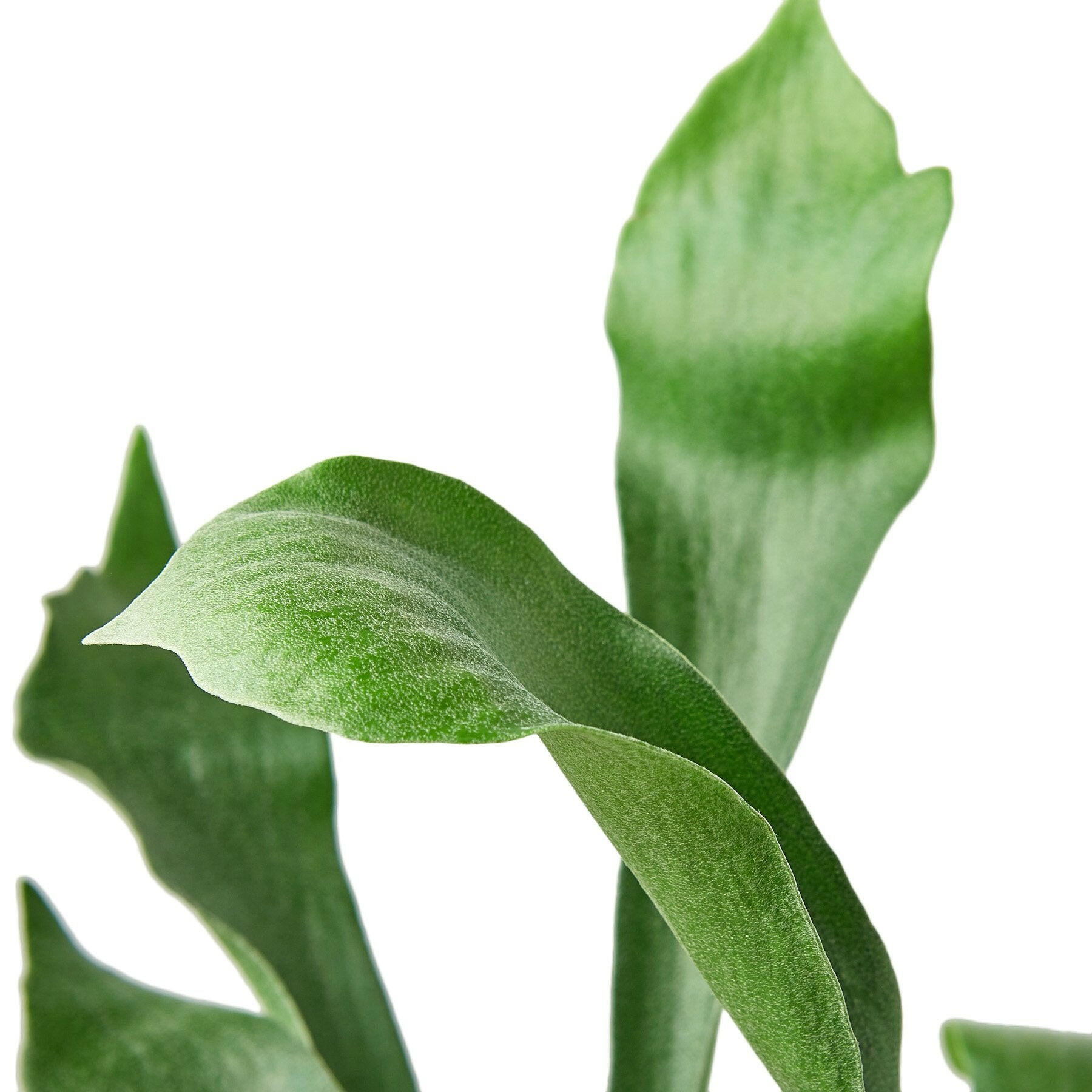 Staghorn Fern.