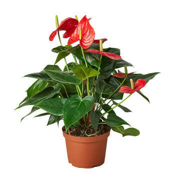 Anthurium 'Red'.