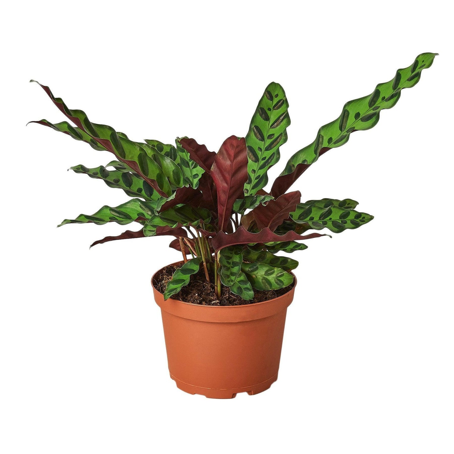 Calathea Lancifolia 'Rattlesnake'.