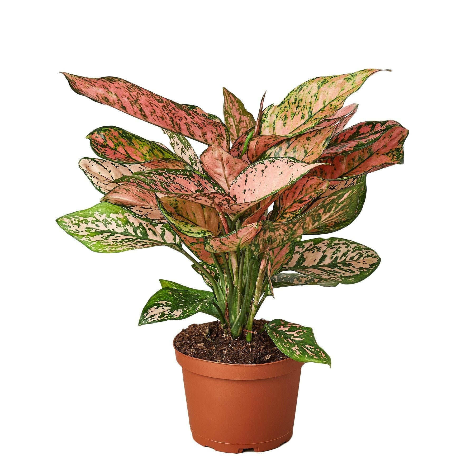 Chinese Evergreen 'Lady Valentine'.