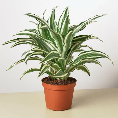 Dracaena 'Warneckii White Jewel'.