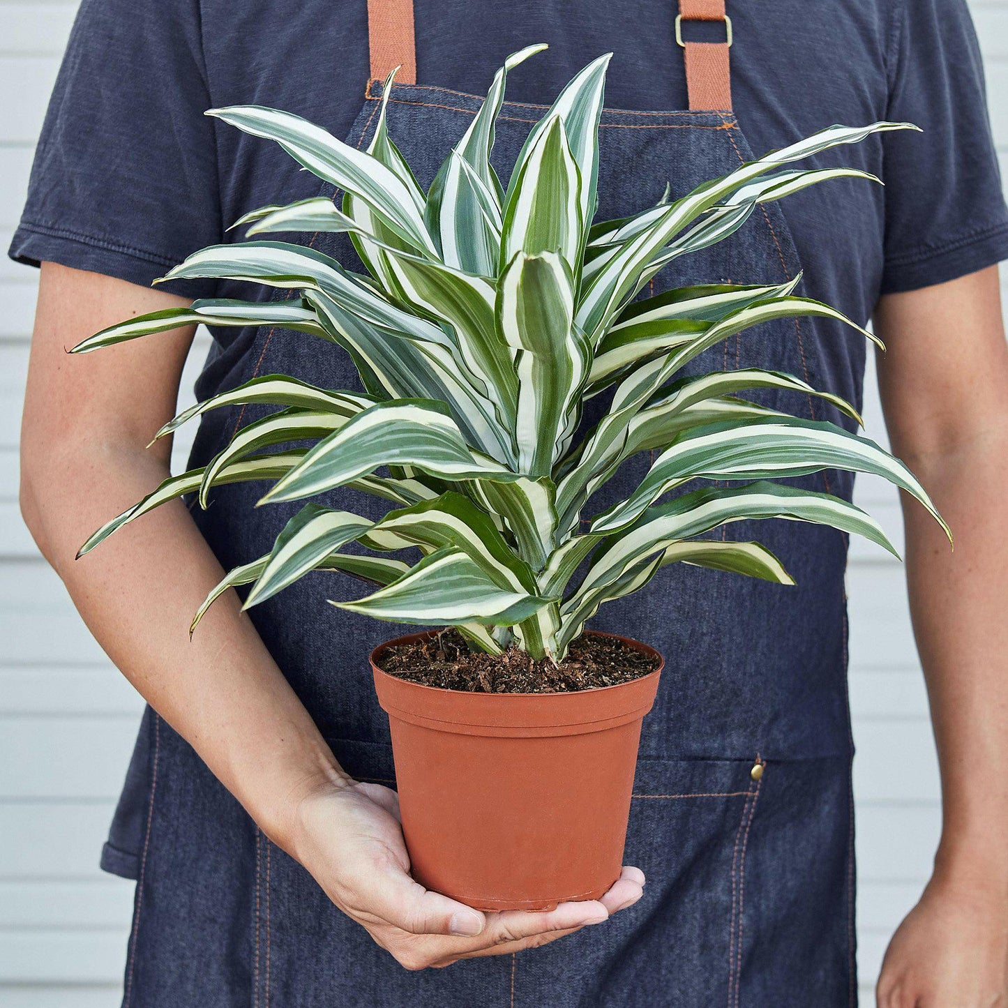 Dracaena 'Warneckii White Jewel'.