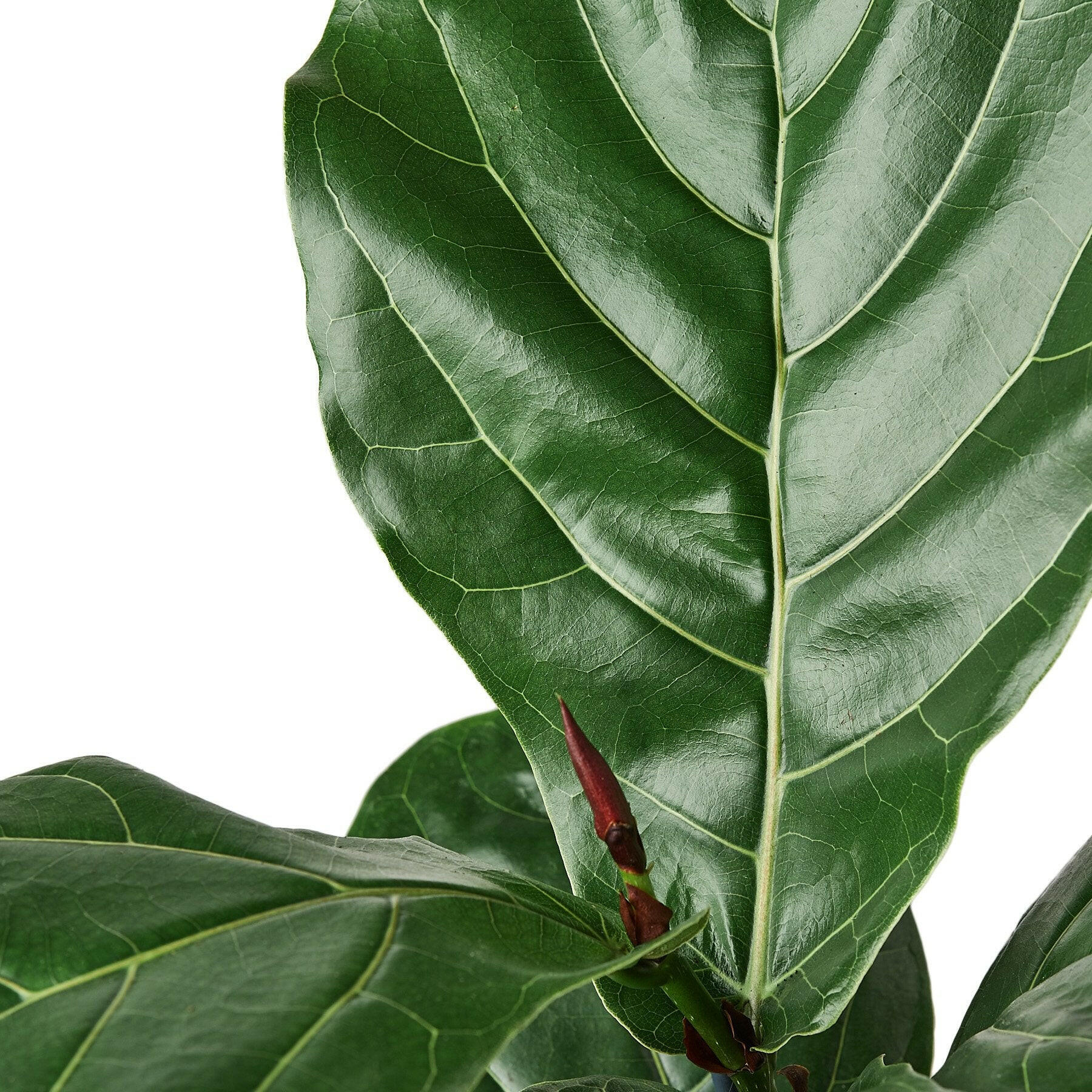 Ficus Lyrata 'Fiddle Leaf Fig'.