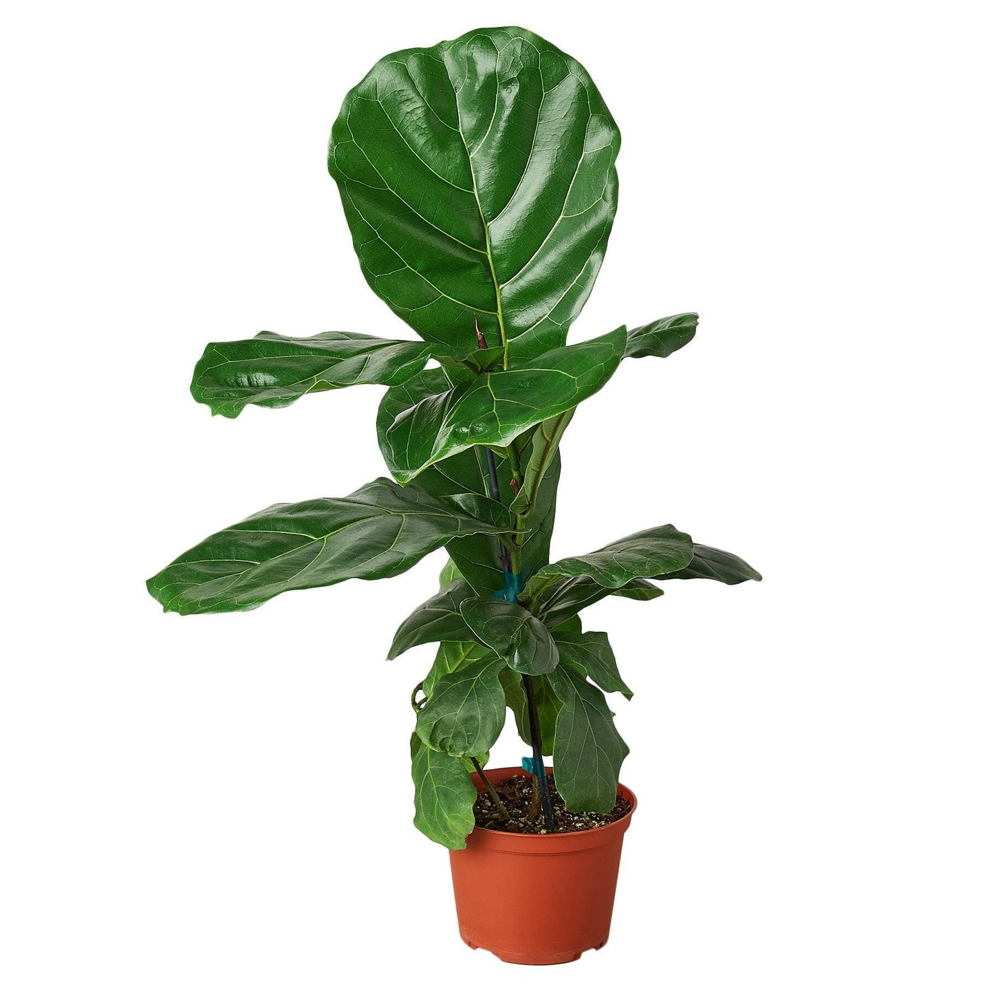 Ficus Lyrata 'Fiddle Leaf Fig'.