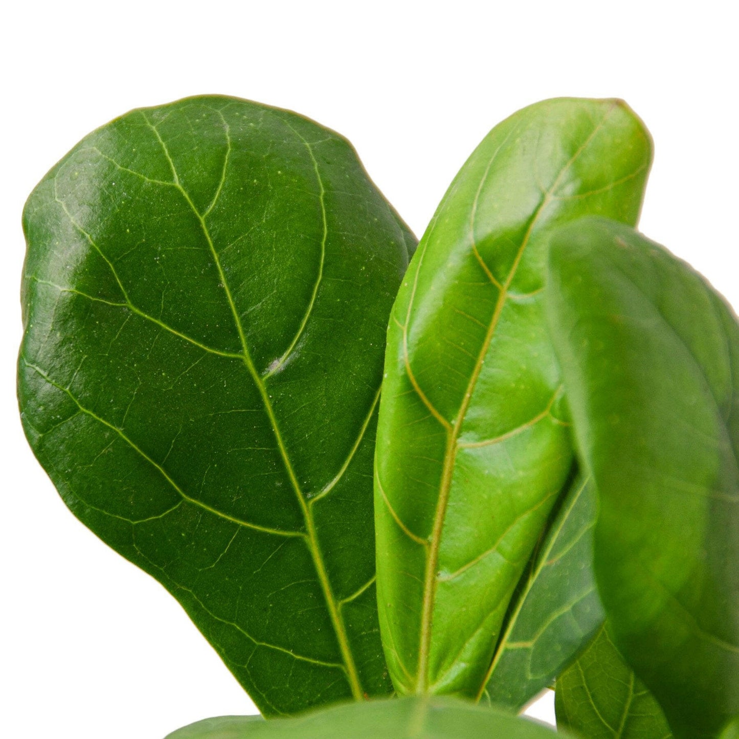 Ficus Lyrata 'Fiddle Leaf Fig'.