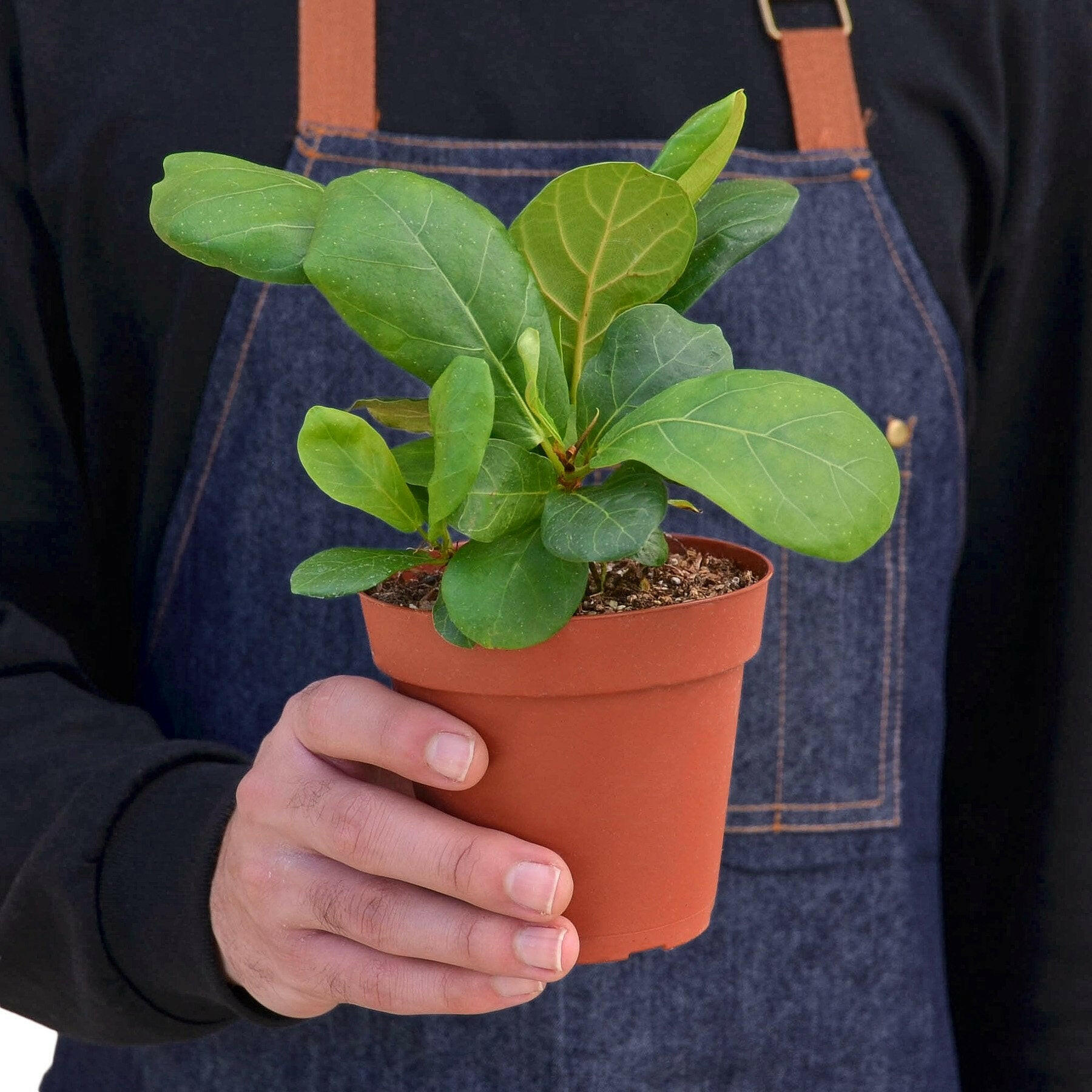 Ficus Lyrata 'Fiddle Leaf Fig'.