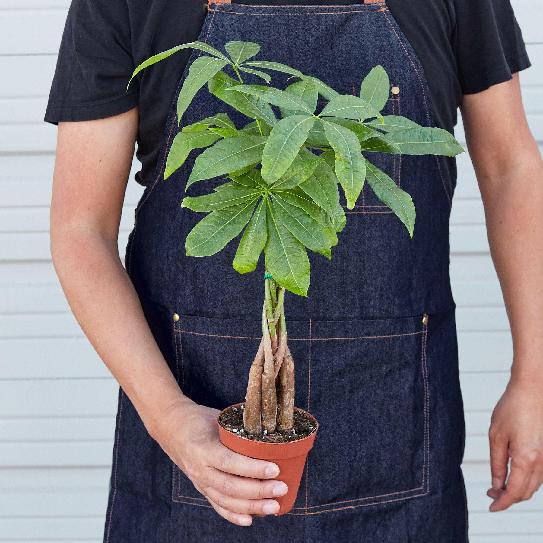 Money Tree 'Guiana Chestnut' Pachira Braid.