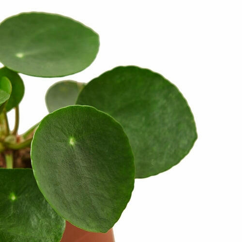 Pilea Peperomioides 'Chinese Money'.