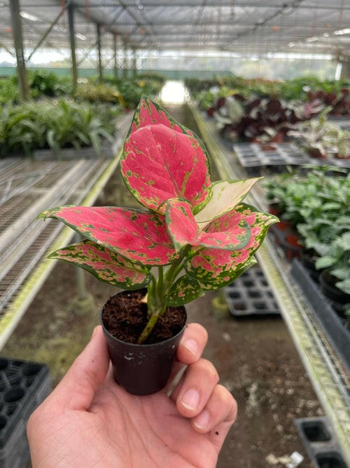 Chinese Evergreen 'Lady Valentine'.