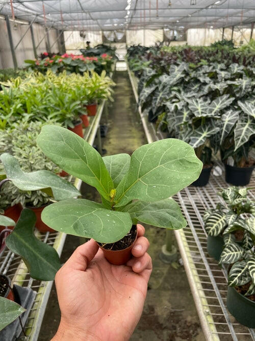 Ficus Lyrata 'Fiddle Leaf Fig'.