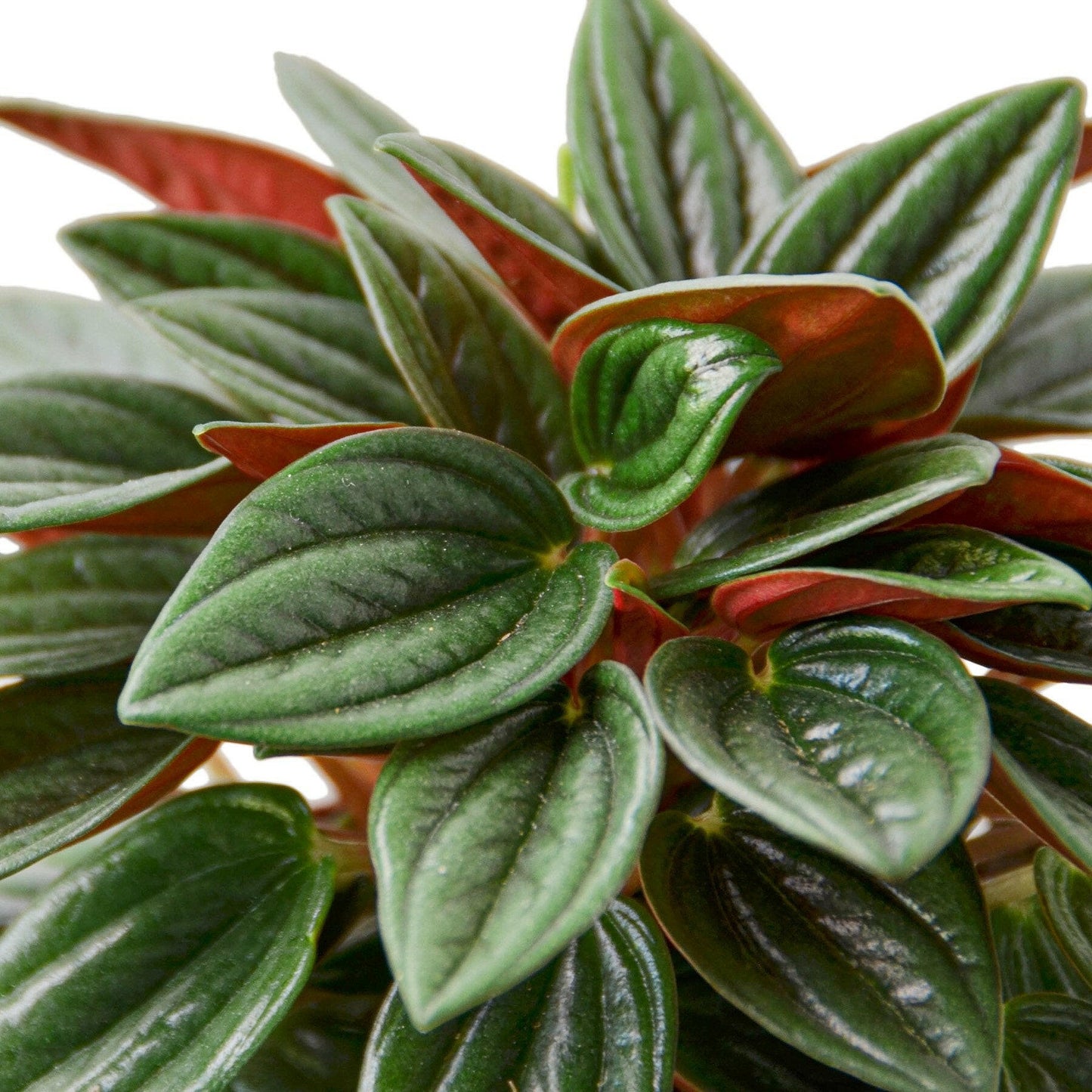 Peperomia Rosso.