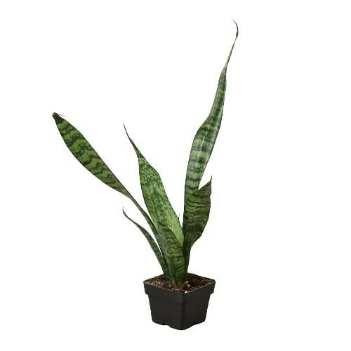 Snake Plant 'Zeylanica'.