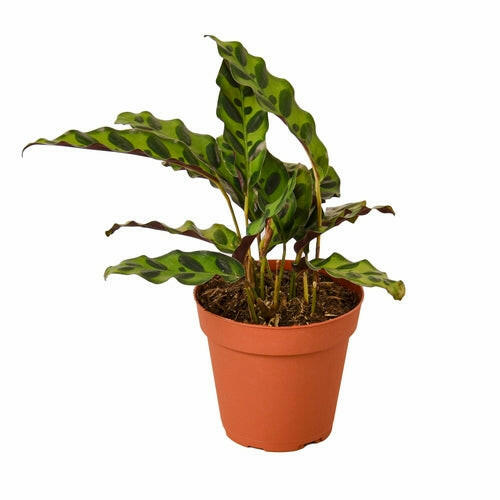 Calathea Lancifolia 'Rattlesnake'.