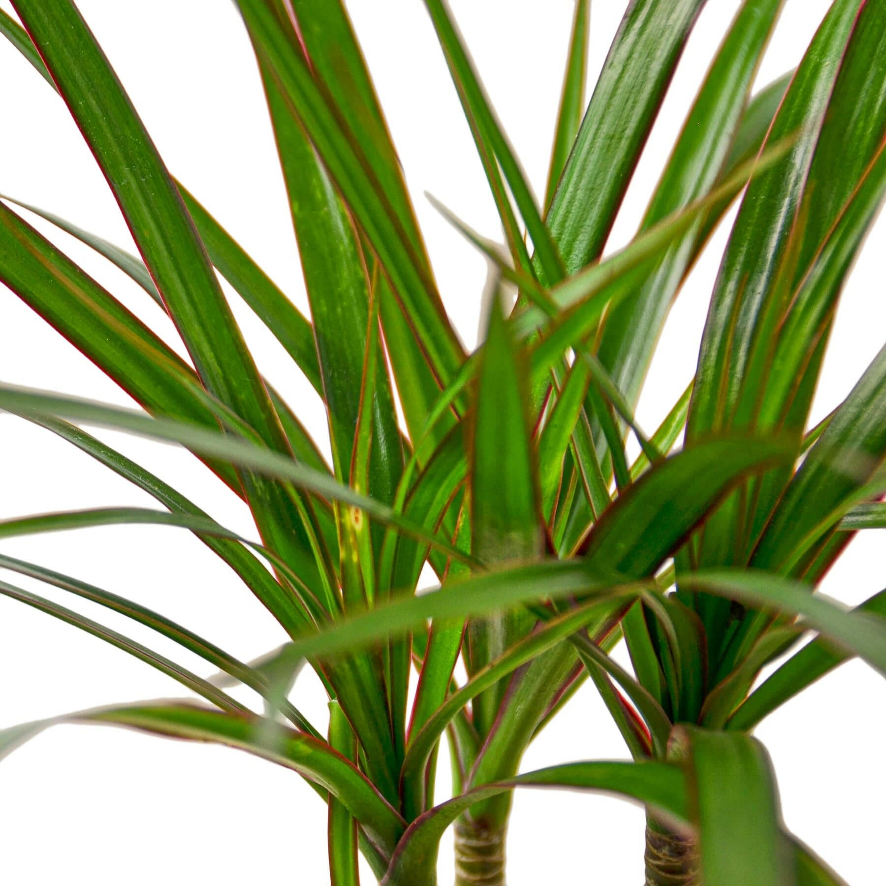 Dracaena Marginata Cane.