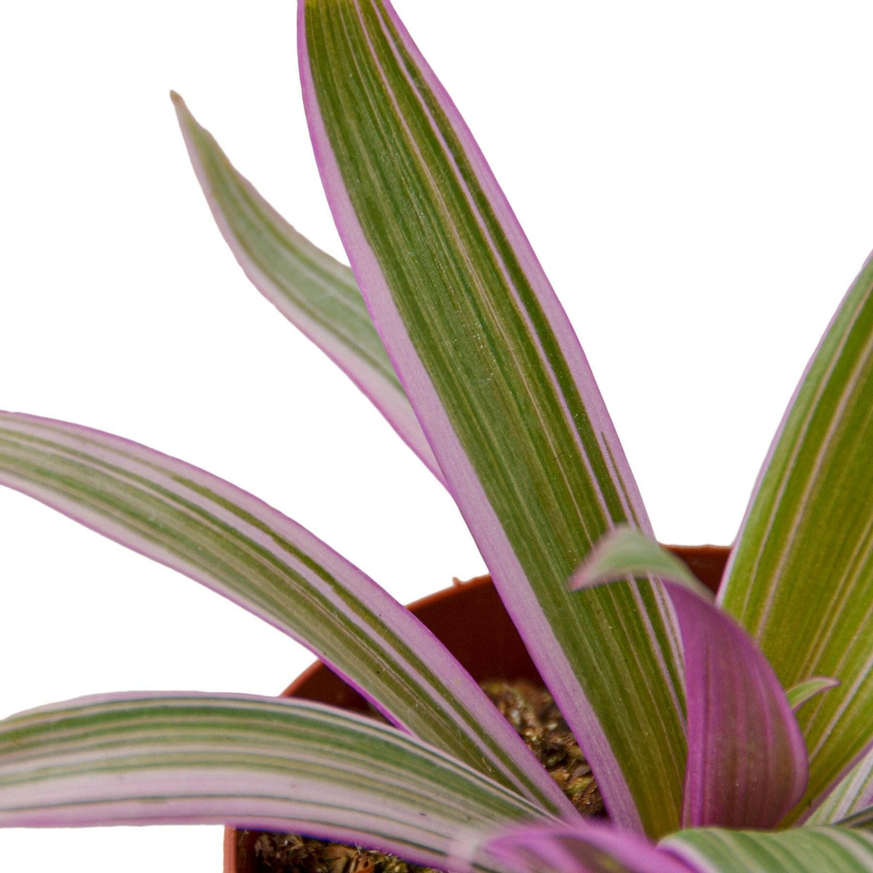 Oyster Plant 'Moses in the Cradle'.