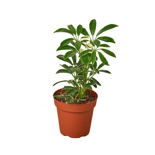 Schefflera Moonlight 'Umbrella Plant'.