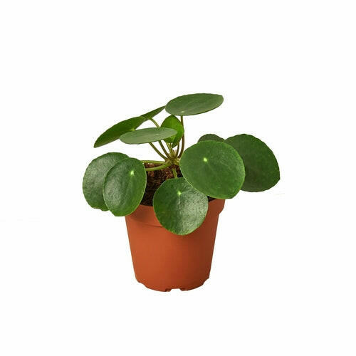 Pilea Peperomioides 'Chinese Money'.