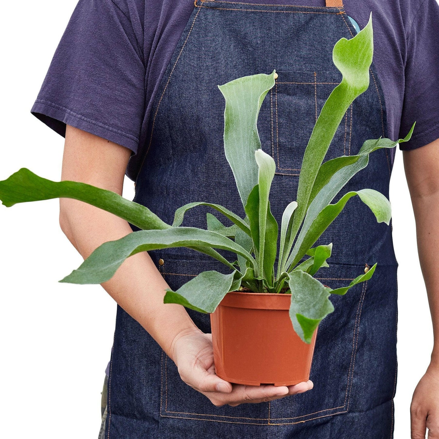 Staghorn Fern.