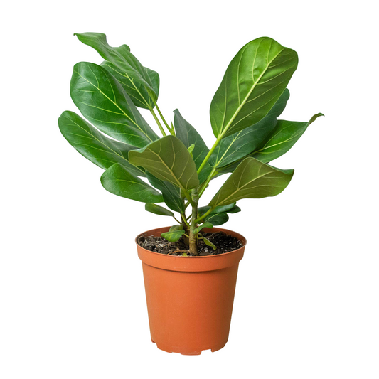 Ficus 'Audrey'.