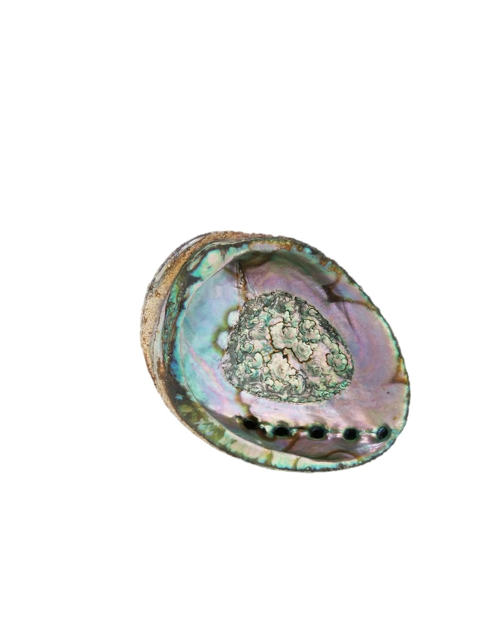 Smudge Ash Tray Burner - Abalone Shell - Large 5"-6".