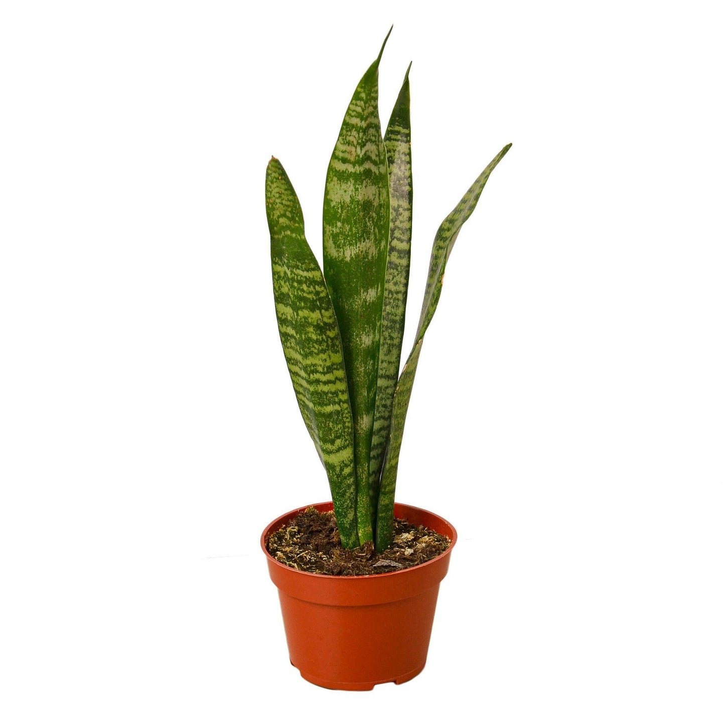 Snake Plant 'Zeylanica'.