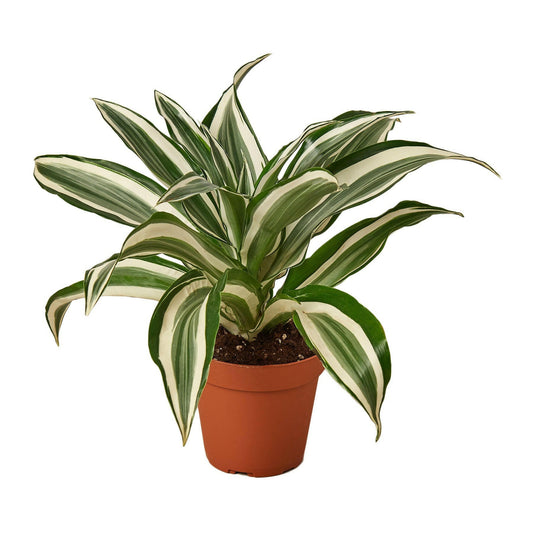 Dracaena 'Warneckii White Jewel'.