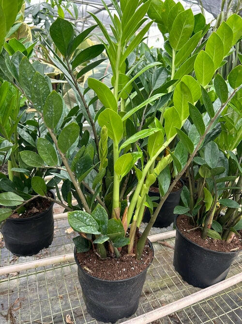 Zamioculcas Zamiifolia ZZ.