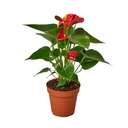 Anthurium 'Red'.