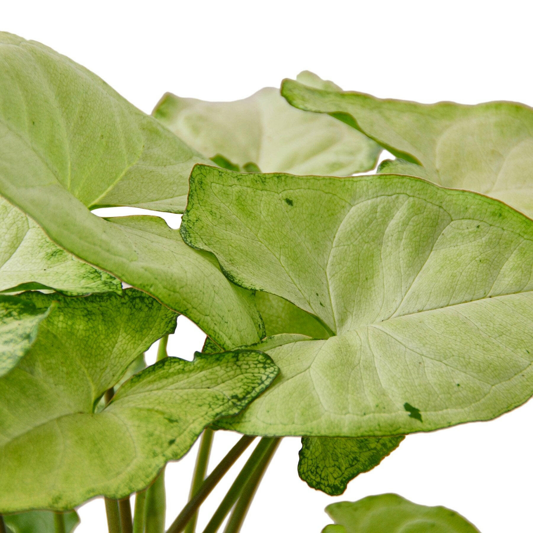 Syngonium White Butterfly.