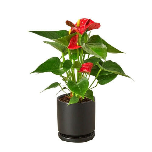 Anthurium 'Red'.