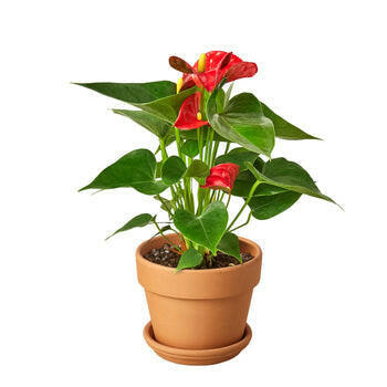 Anthurium 'Red'.