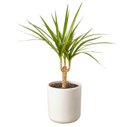 Dracaena Marginata Cane.