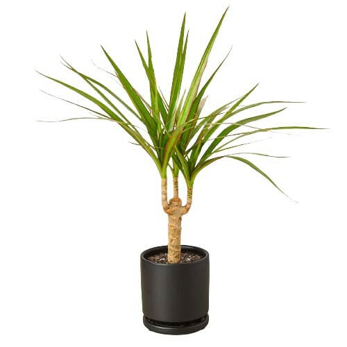 Dracaena Marginata Cane.