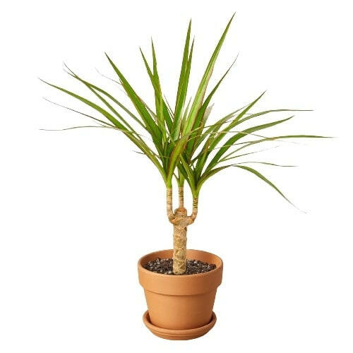 Dracaena Marginata Cane.