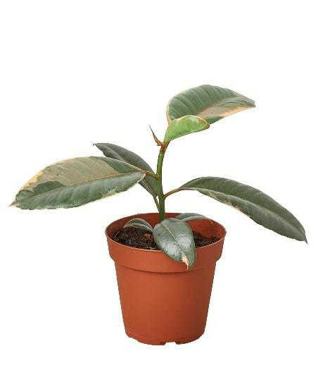 Ficus Elastica 'Ruby Pink'.