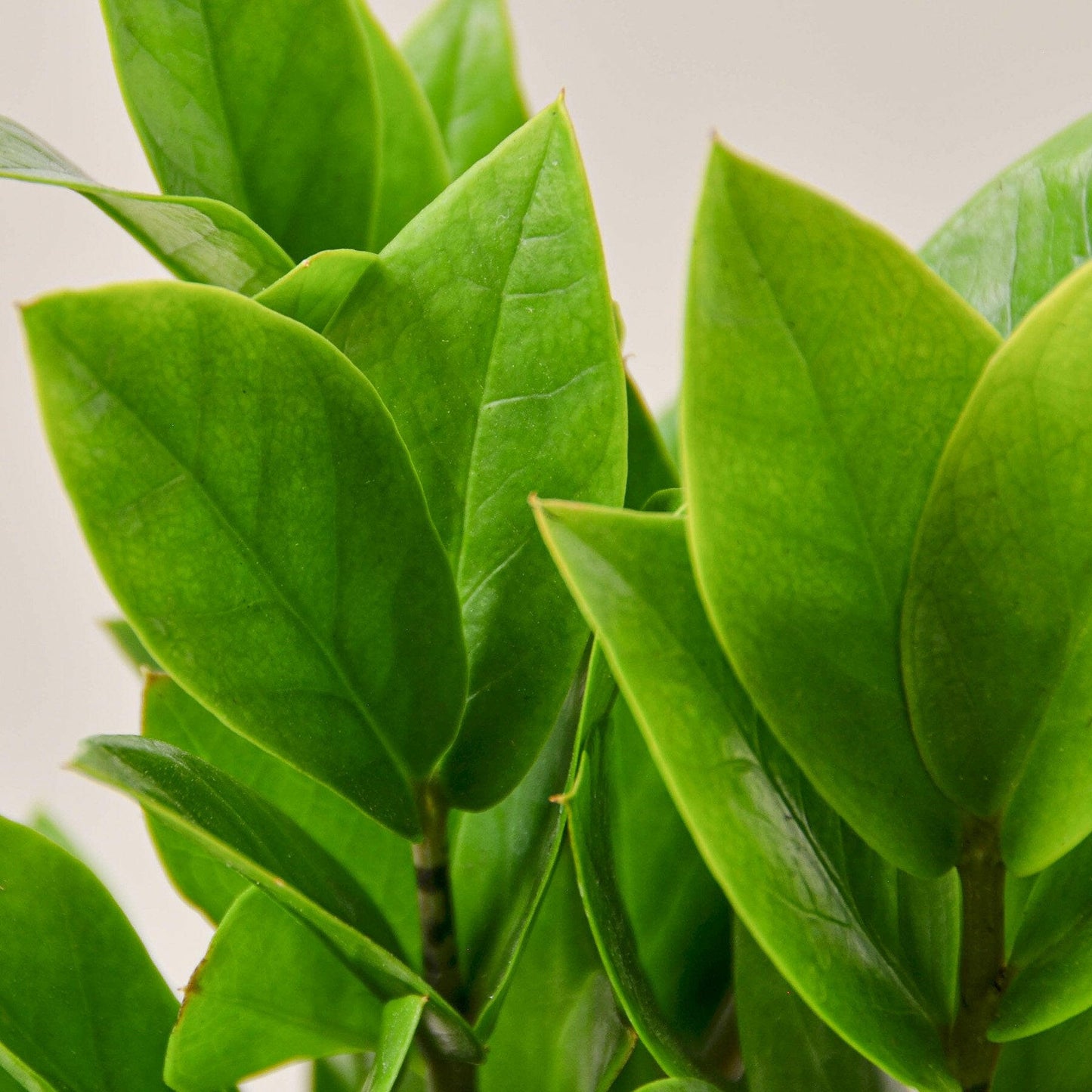 Zamioculcas Zamiifolia ZZ.