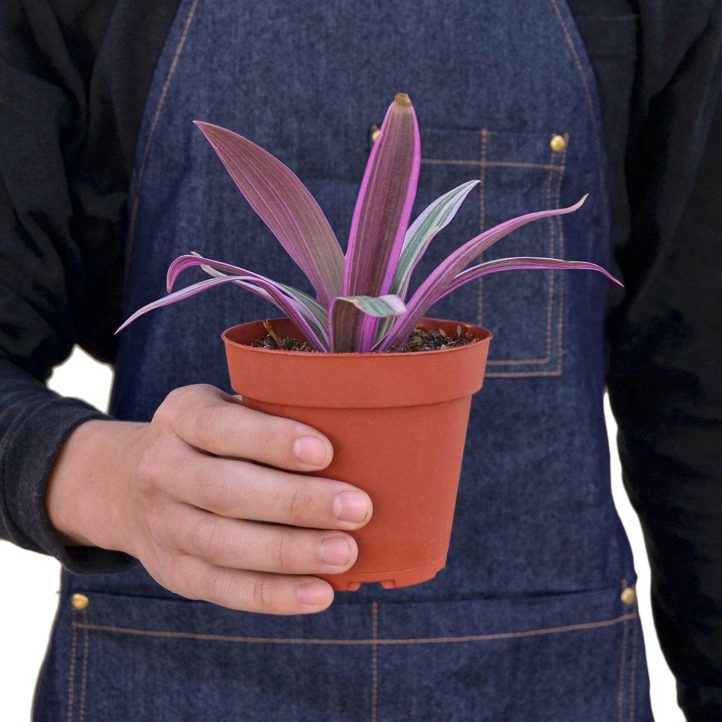 Oyster Plant 'Moses in the Cradle'.