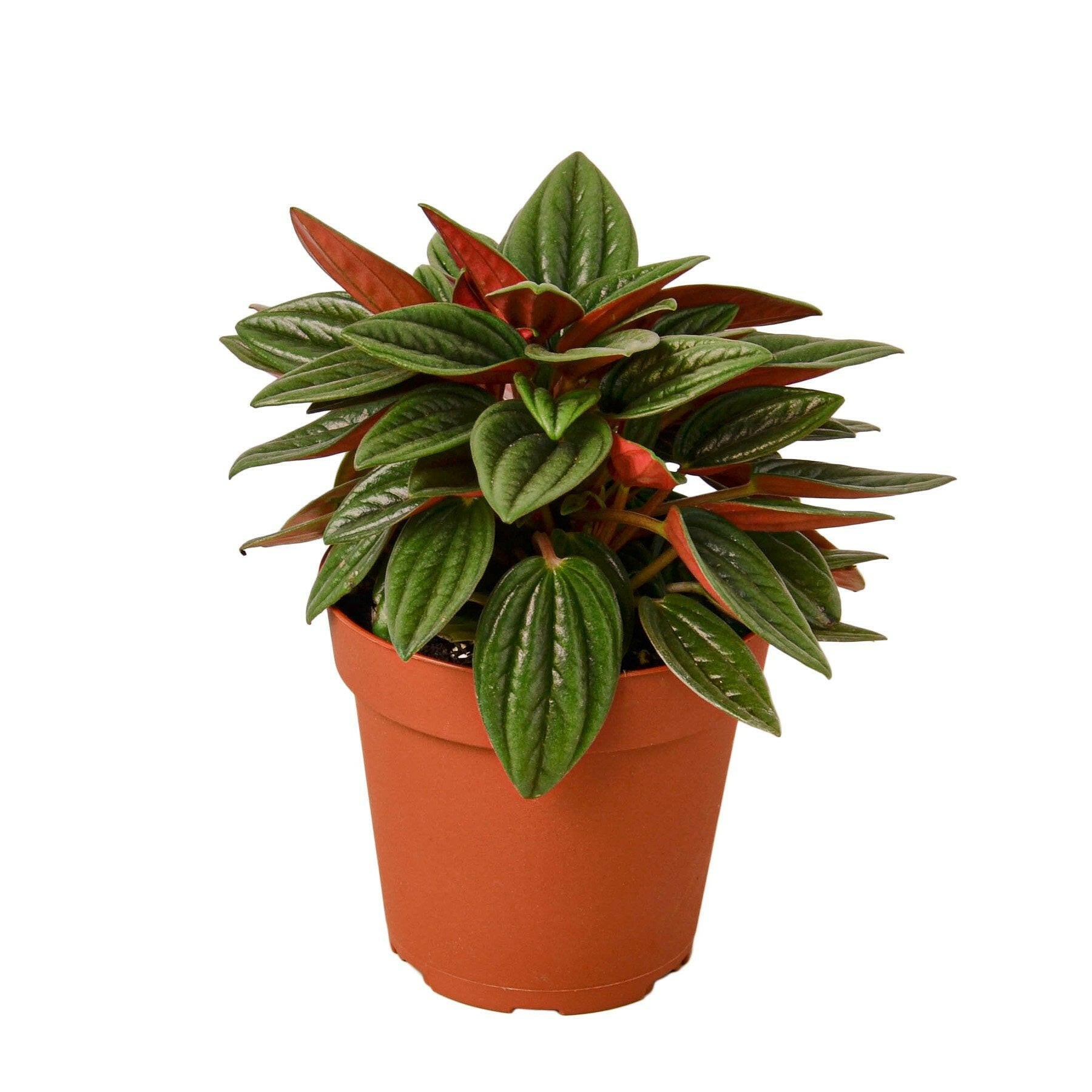 Peperomia Rosso.