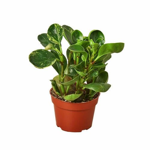 Peperomia 'Marble'.