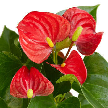 Anthurium 'Red'.