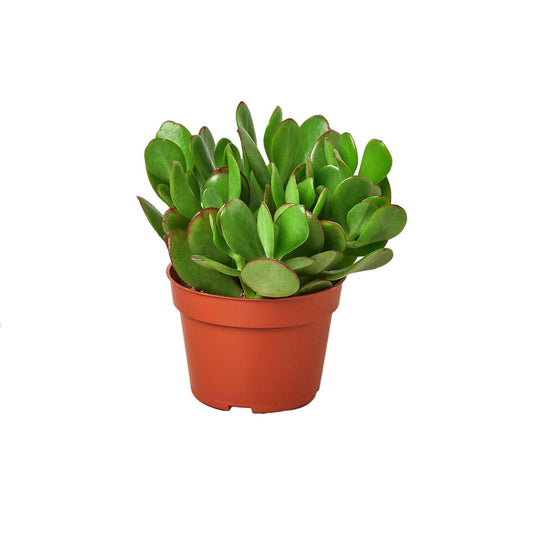 Succulent Crassula 'Jade'.