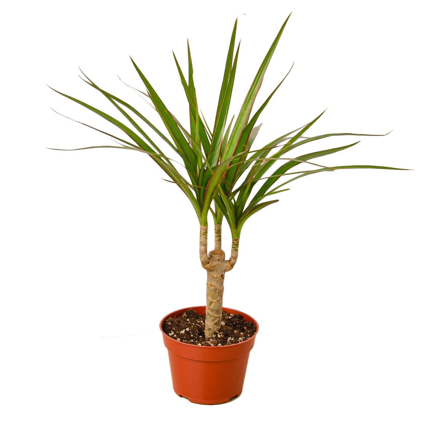 Dracaena Marginata Cane.