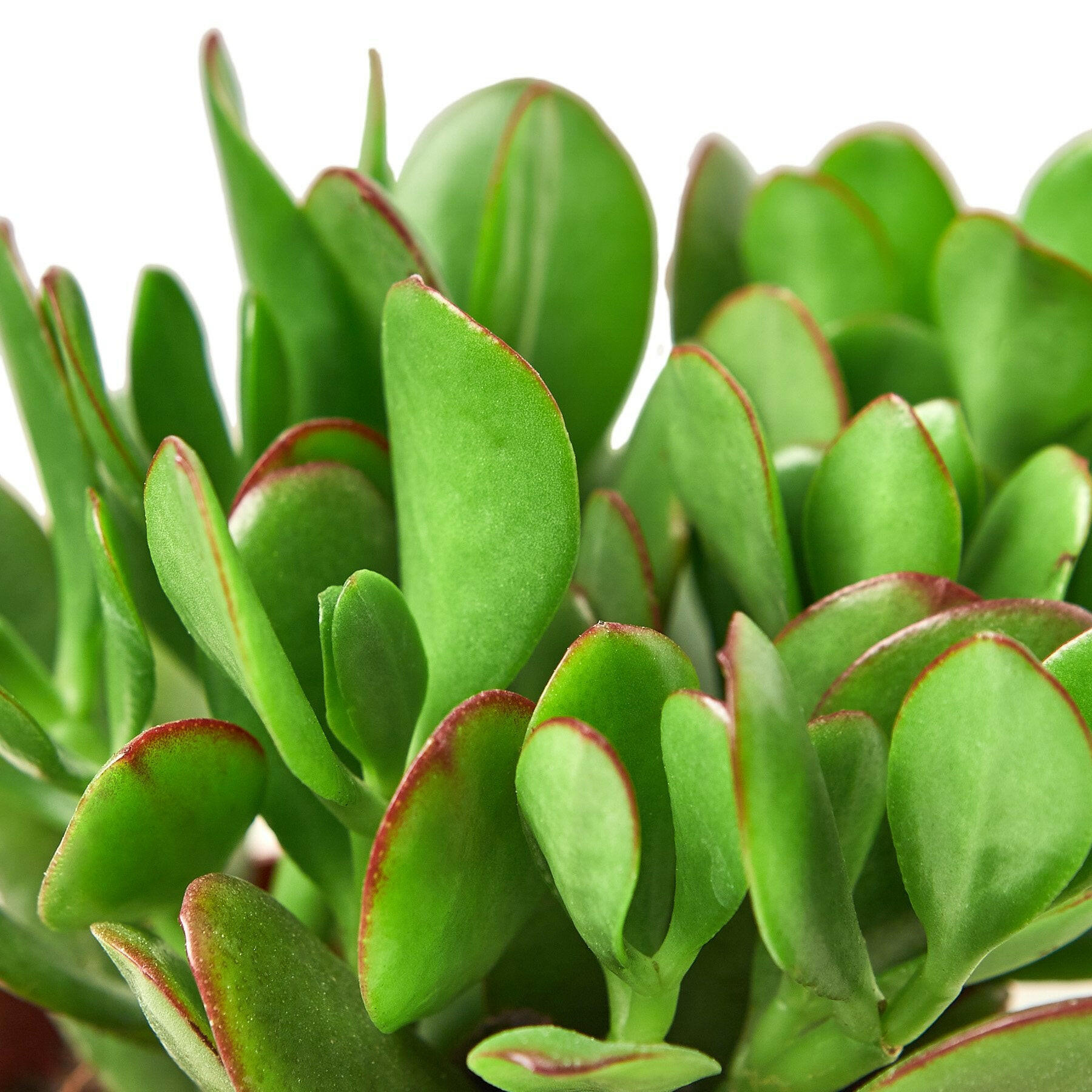 Succulent Crassula 'Jade'.