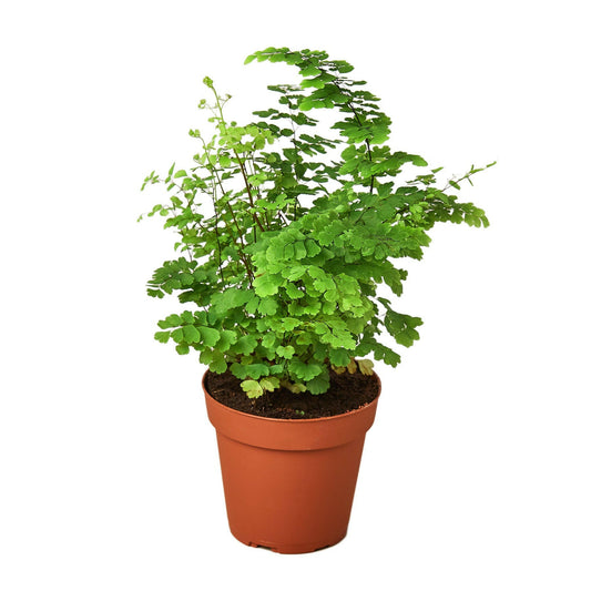 Maidenhair Fern.