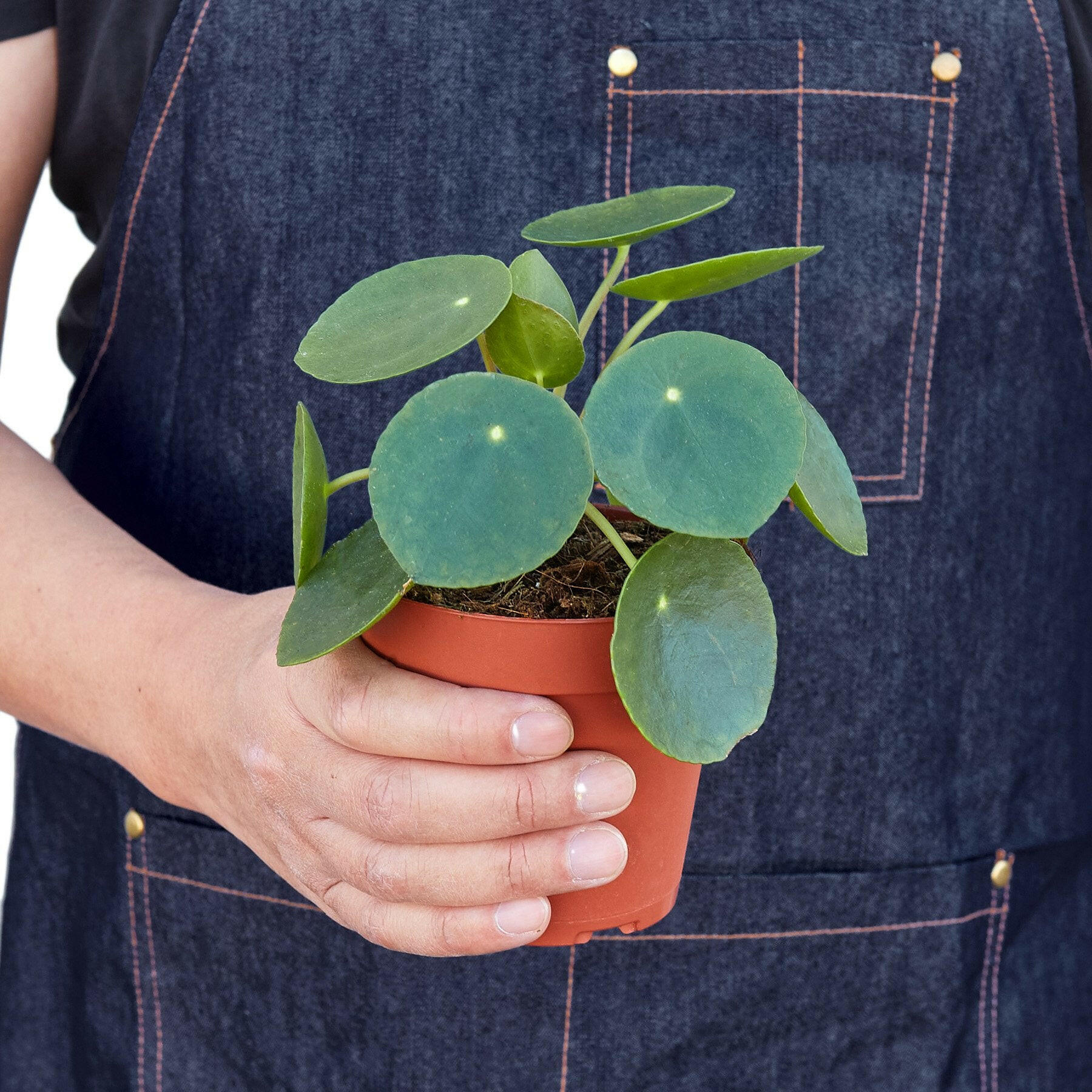 Pilea Peperomioides 'Chinese Money'.